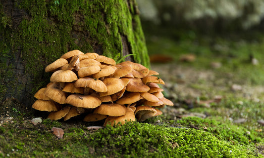 Unveiling the Wonders of Maitake Mushrooms: Nature's Gift to Health