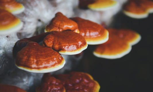 Discovering the Health Benefits and Uses of Red Reishi Mushroom Extract